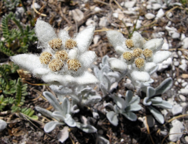 Leontopodium nivale / Stella alpina  appenninica